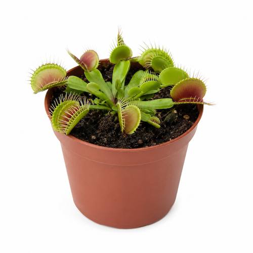plante insectivore